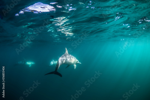 Underwater photo of wild dolphins, Australia © Gary