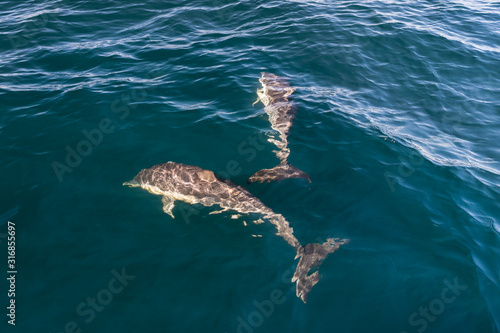 Dolphins in the wave, Australia © Gary