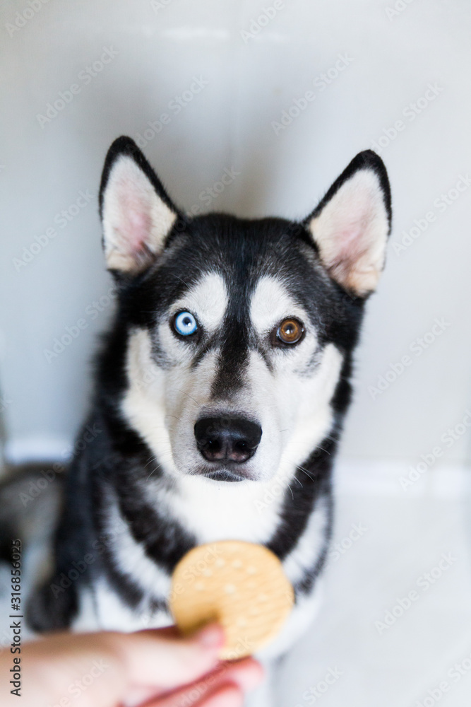 Husky biscuit deals