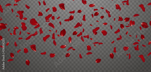 Falling red rose petals seasonal confetti, blossom elements flying isolated. Abstract floral background with beauty roses petal. design for greeting cards on March 8, Women Day, Valentine's Day.