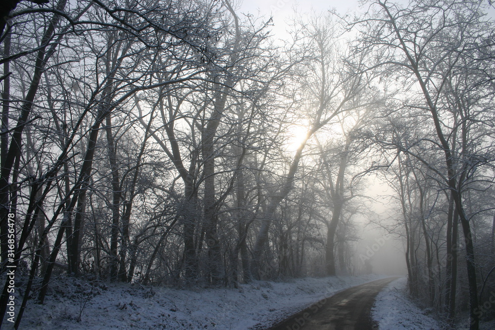 Fototapeta premium alberi nella nebbia