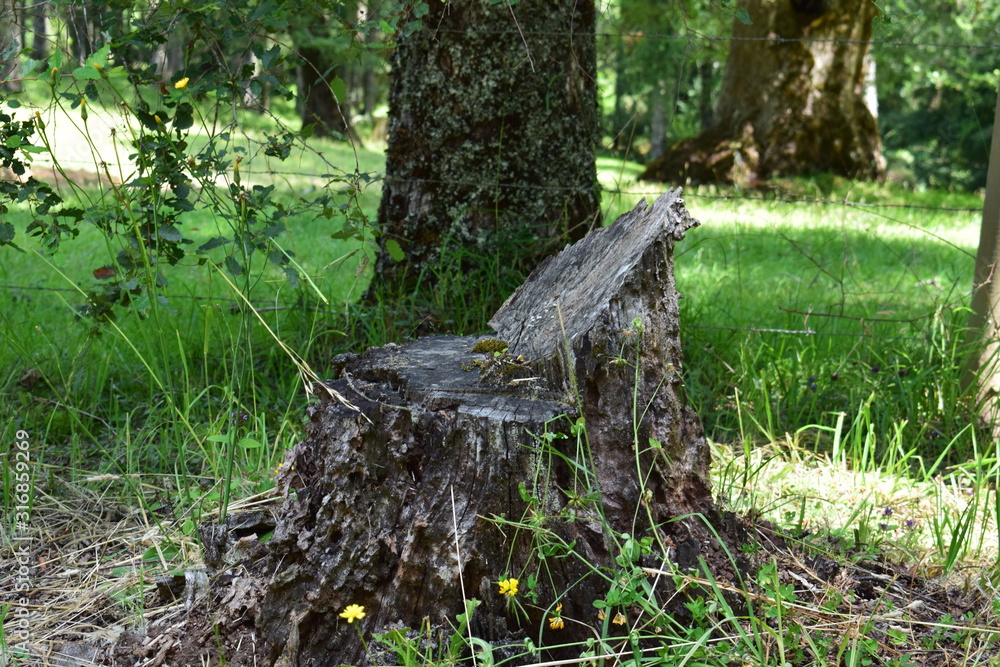 Fototapeta premium árboles y troncos