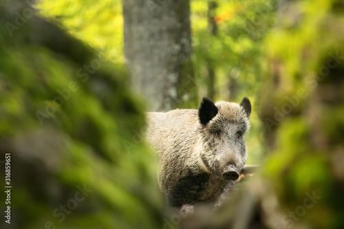 Fotografi Nice portrait of wild boar in the forest
