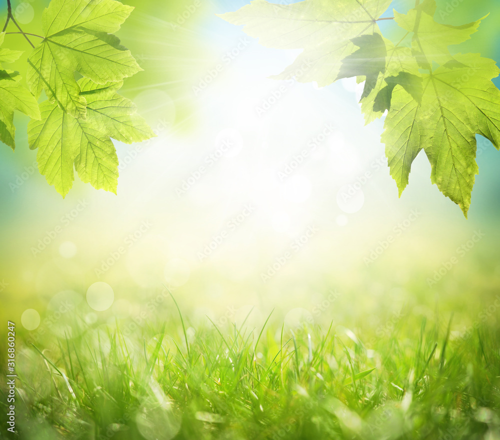 Background of green leaves and grass, summer or spring season. Background natural green plants landscape, ecology Background of green leaves and grass, summer or spring season. Background natural green plants landscape, ecology