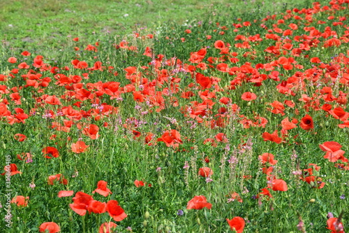 Mohnblumen im Kornfeld