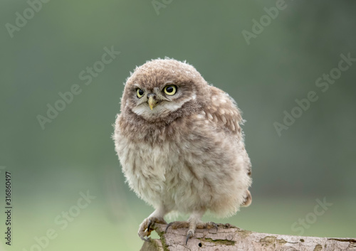 Fluffy little owl chick Fototapeta