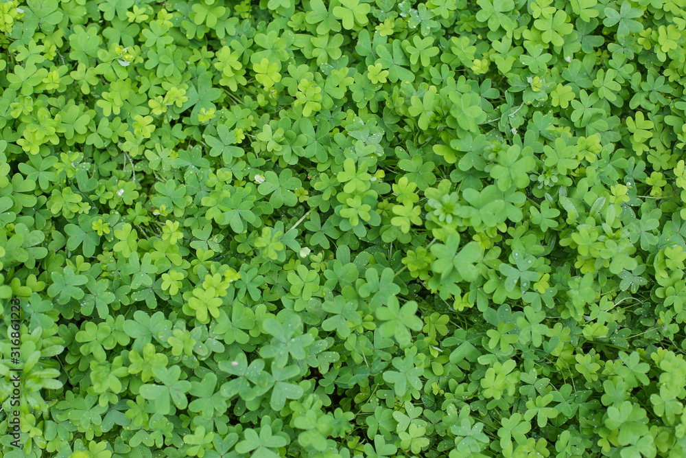 Natural green dark background. Plant and herb texture. Leafs green young fresh oxalis, shamrock, trefoil close-up. Natural green dark background. Plant and herb texture. Leafs green young fresh oxalis, shamrock, trefoil close-up.