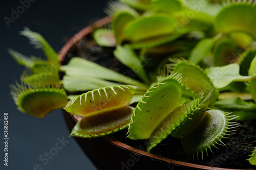 Dionaea muscipula or venus flytrap in flower pot close-up on black background. Soft and selective focus.