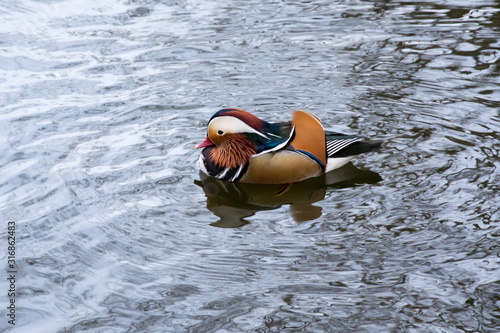 Mandarin duck swims on the river