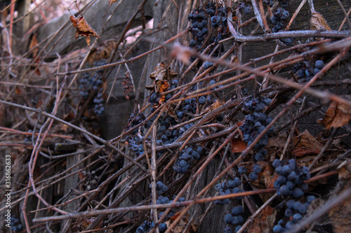 dry grapes on a vine in autumn  © Elena Bondareva