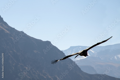A condor flying majesticly high over colca canyon photo