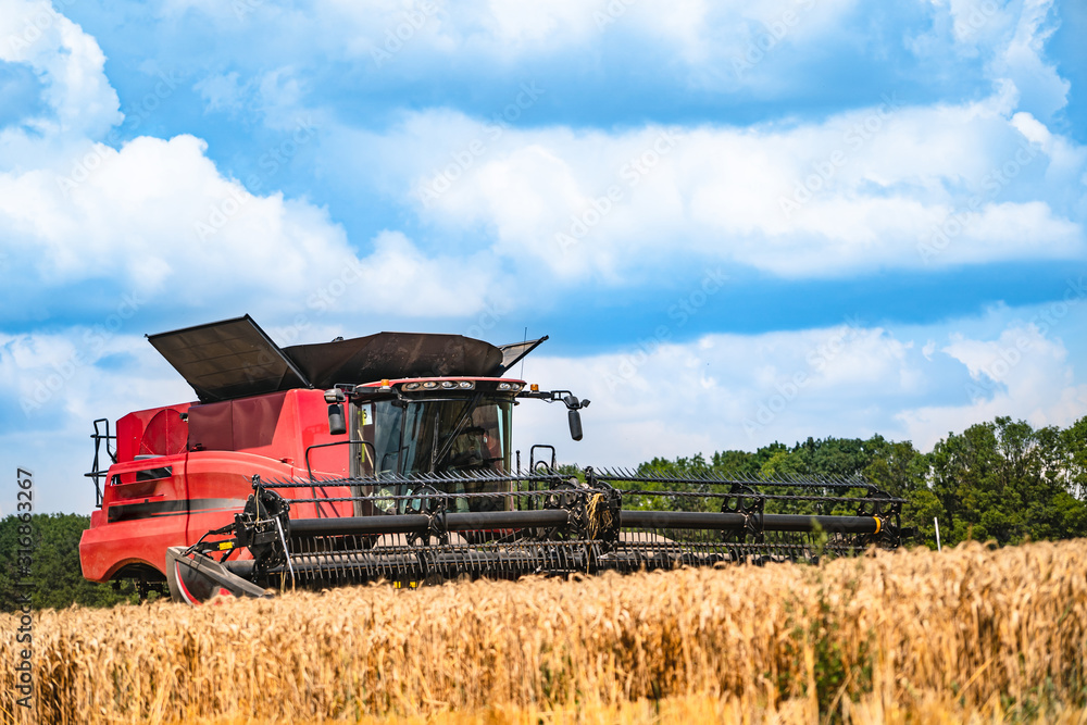 Fototapeta premium Grain harvesting combine in a sunny day. Yellow field with grain. Agricultural technic works in field.