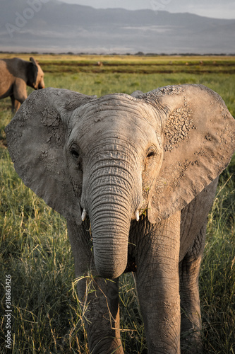 elephant in the wild