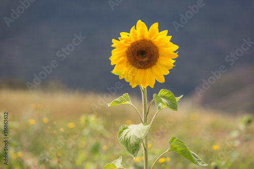 Sunflower grows in the field. Flower of a sunflower.