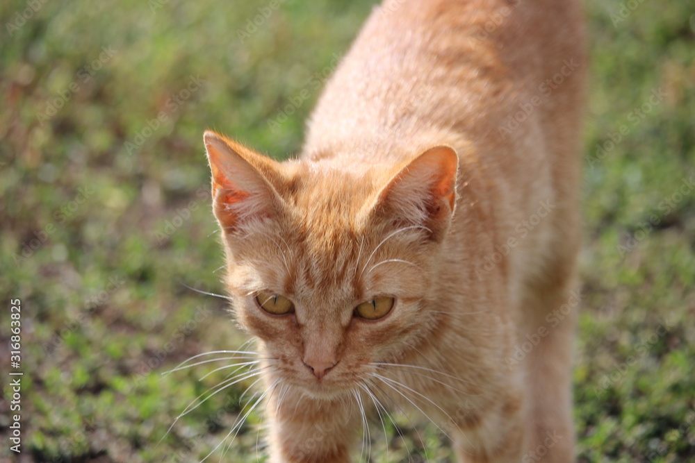 Naklejka premium cat on grass