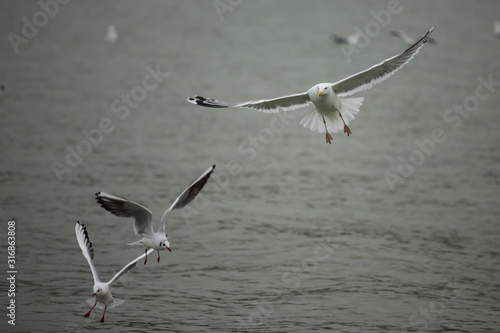 Seagulls fly above the water.