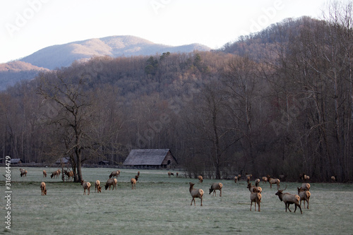 Elk - Great Smoky Mountains National Park