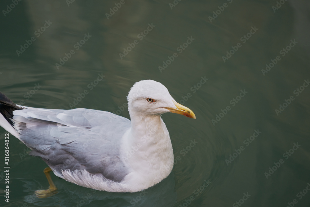 A quiet white gull floating in the water. Top view
