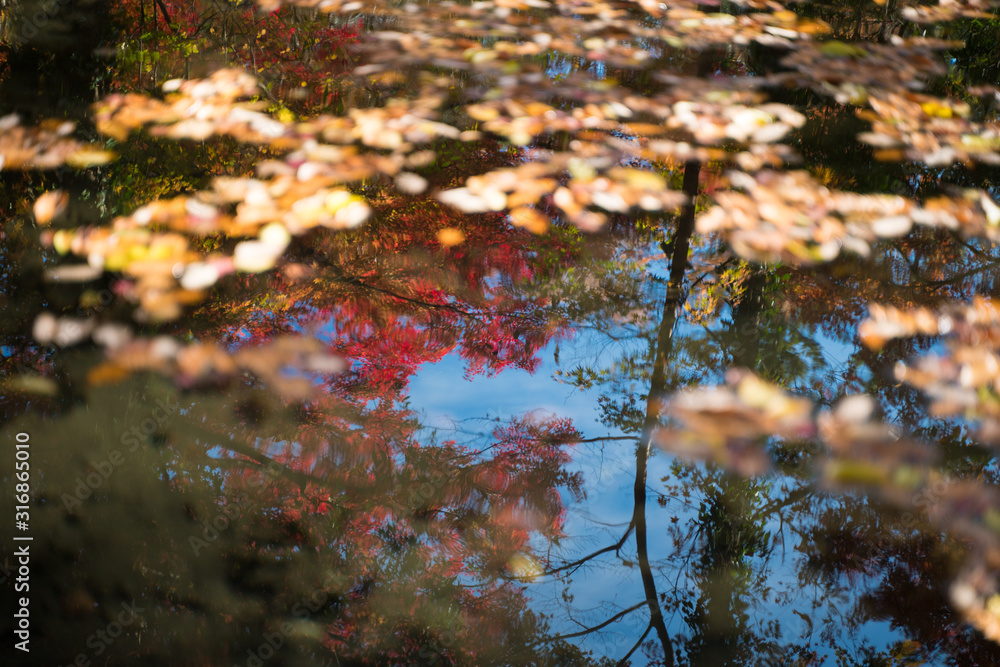 水面に映る紅葉