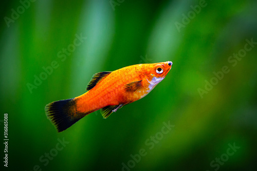 Red Wagtail Platy (Xiphophorus maculatus) in a fish tank photo