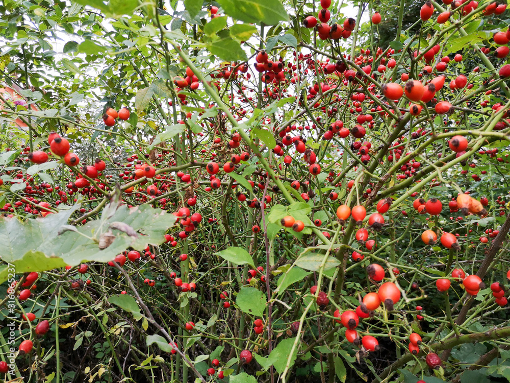 Ripe red rose hips on a bush outdoors