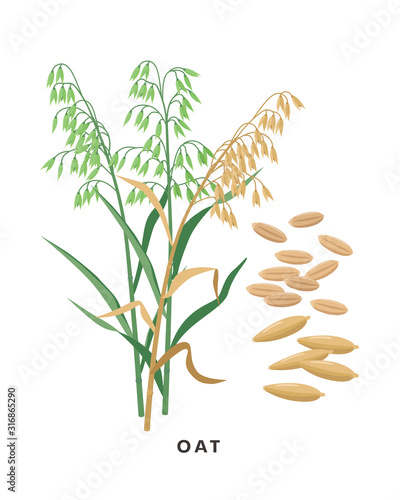 Oat cereal grass and grains - vector botanical illustration in flat design isolated on white background.