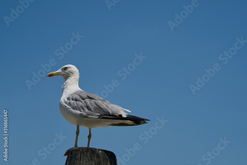 White Gull looks at the blue sky as she waits.Image taken in Venice (Italy)