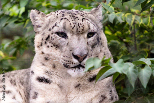 portrait of a snow leopard © Hailey