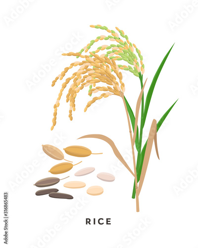 Rice cereal grass and grains - vector botanical illustration in flat design isolated on white background.