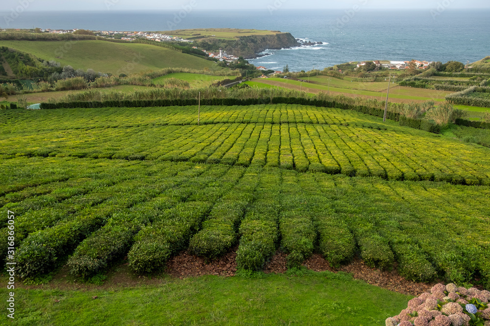 Açores Portugal linda paisagem de plantação de chá à beira mar