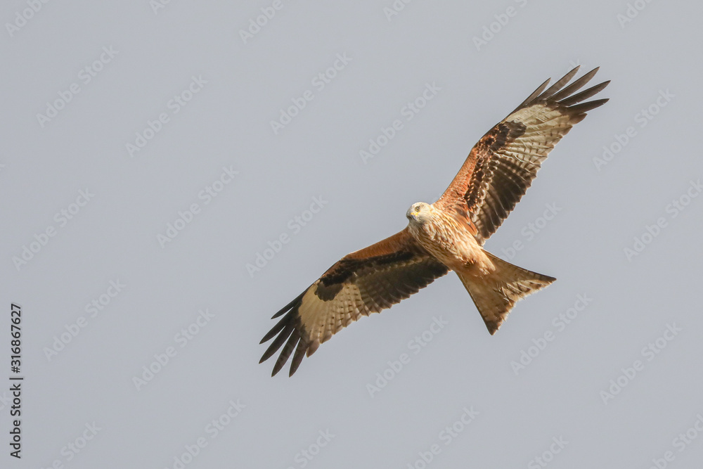 Fototapeta premium Red Kite