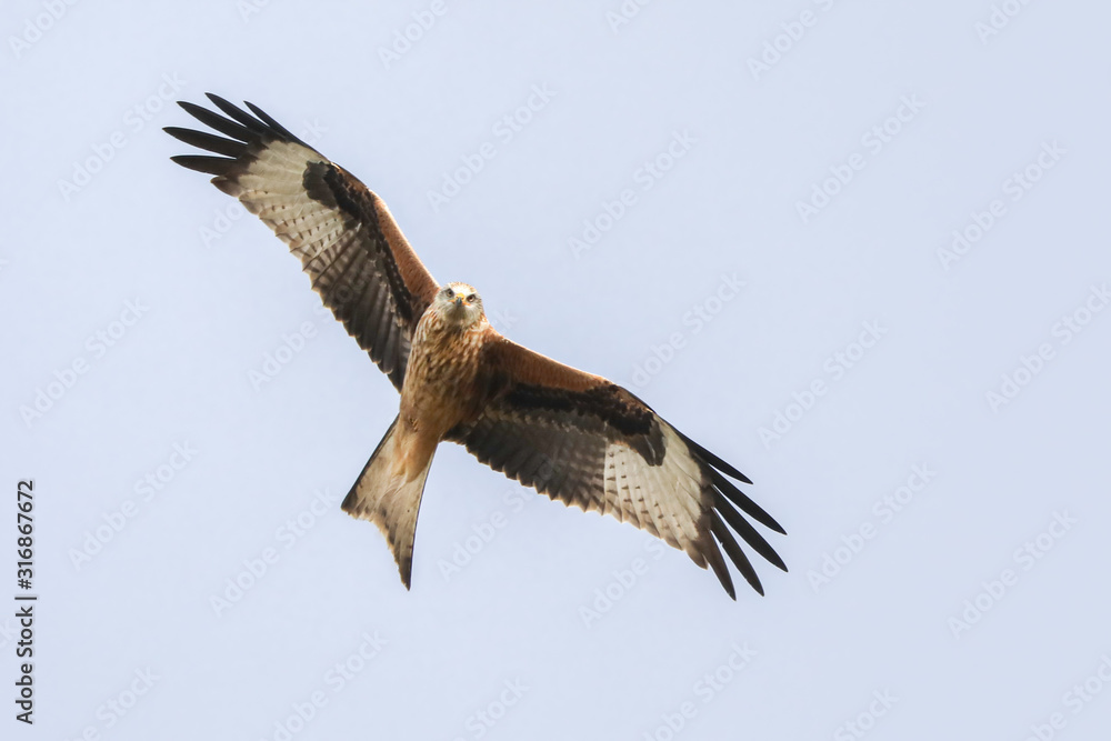 Fototapeta premium Red Kite