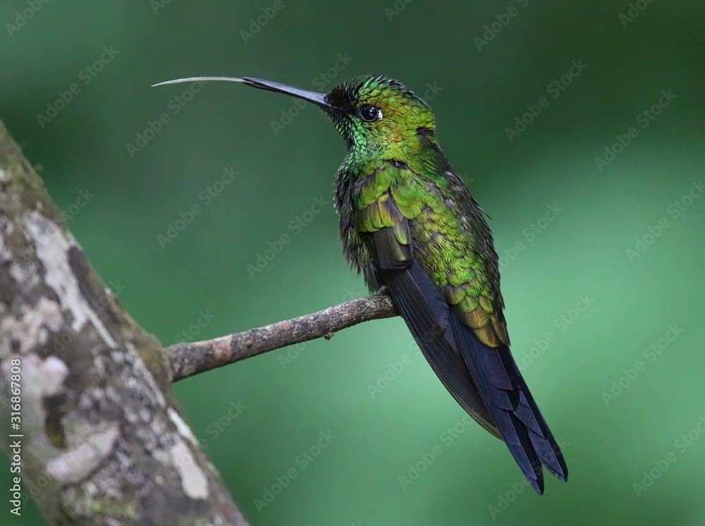 Fototapeta premium Green Crowned Brilliant Hummingbird