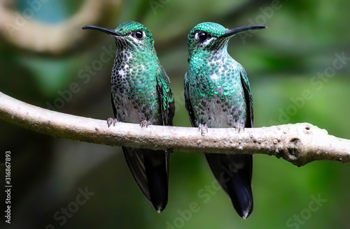 Pair of Green Crowned hummingbirds