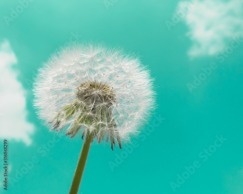 fluffy white dandelion against a mint blue sky with white clouds. selective focus