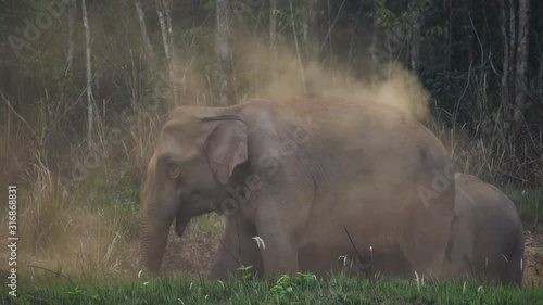 Close up of Elephant herd, Family of Asian elephants eat salt soil in the forest In the evening at Khao Yai National Park Thailand Asia. Slow Motion