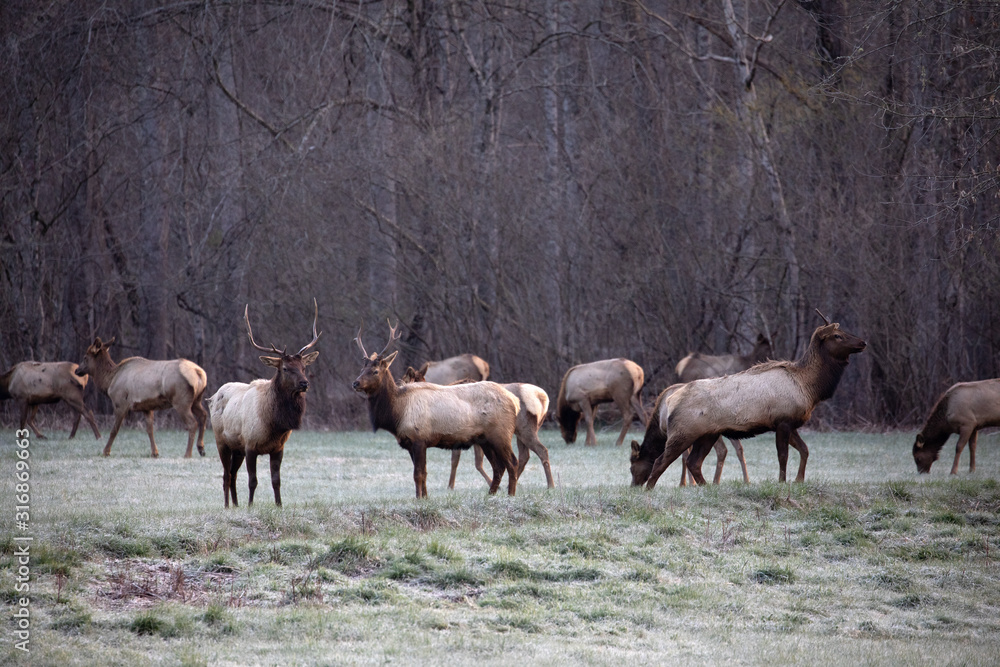 Elk - Great Smoky Mountains National Park Elk - Great Smoky Mountains National Park