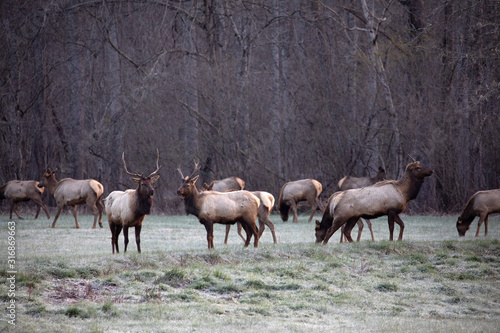 Elk - Great Smoky Mountains National Park
