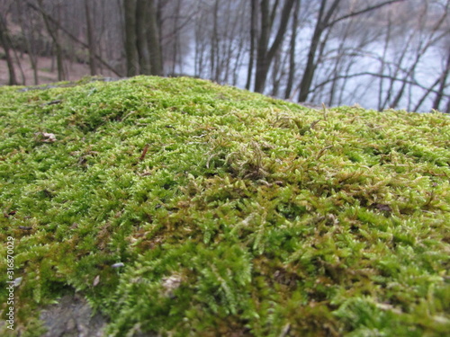 photo of moss in the city of Vinnytsia and the rock
