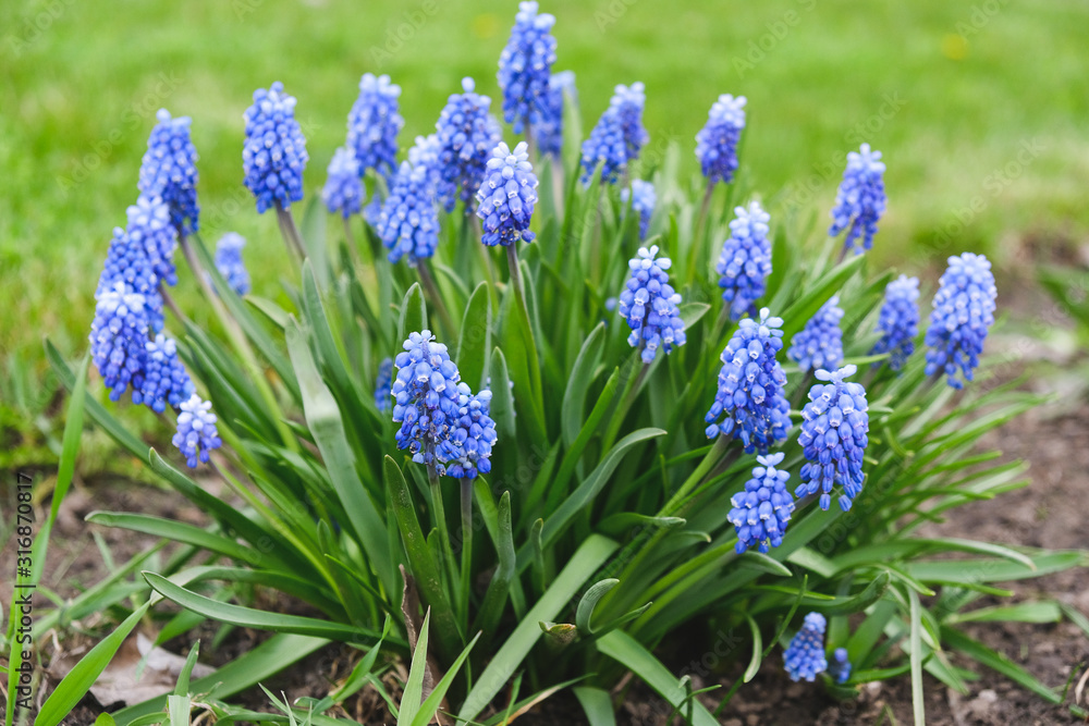 flowering blue flowers of a mouse hyacinth in the spring. flowering blue flowers of a mouse hyacinth in the spring.