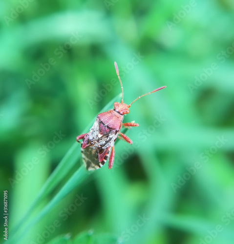 A scentless plant bug, Rhopalus subrufus