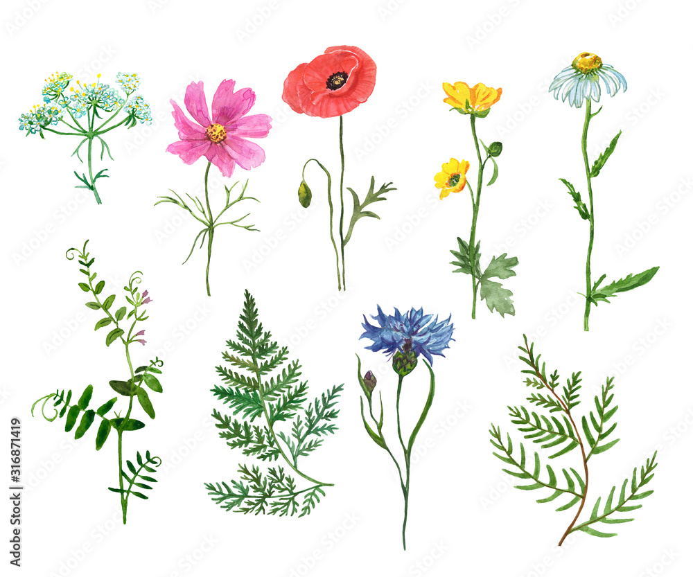 Watercolor set of assorted wildflowers, isolated on white background. Meadow plants and herbs. Hand painted poppy, cornflower, cosmos, daisy, fern, mouse peas, buttercup.