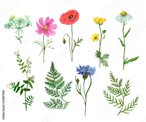 Watercolor set of assorted wildflowers, isolated on white background. Meadow plants and herbs. Hand painted poppy, cornflower, cosmos, daisy, fern, mouse peas, buttercup. © Anna Nekotangerine