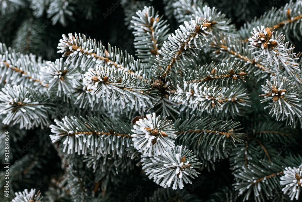 pine branch with snow pine branch with snow