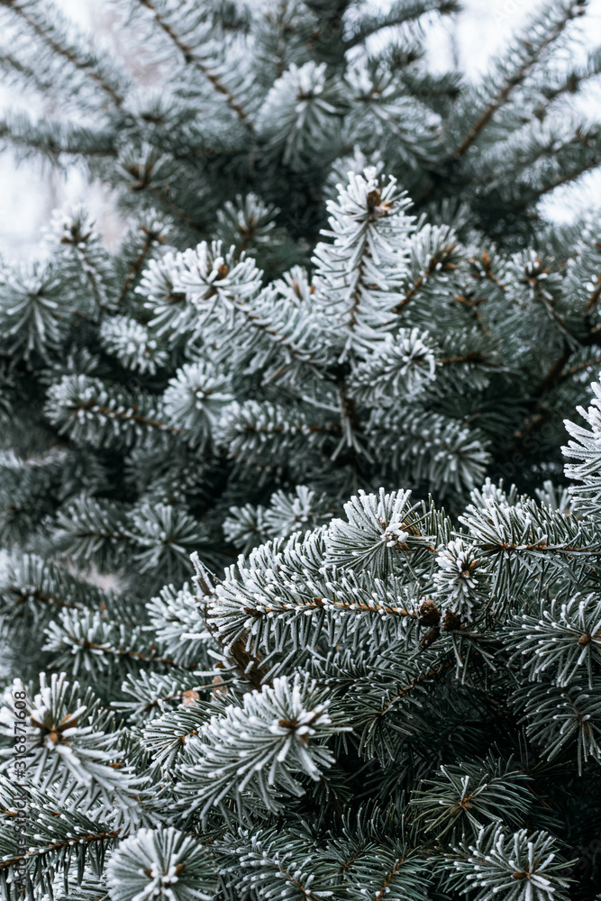 branches of a firtree covered with snow