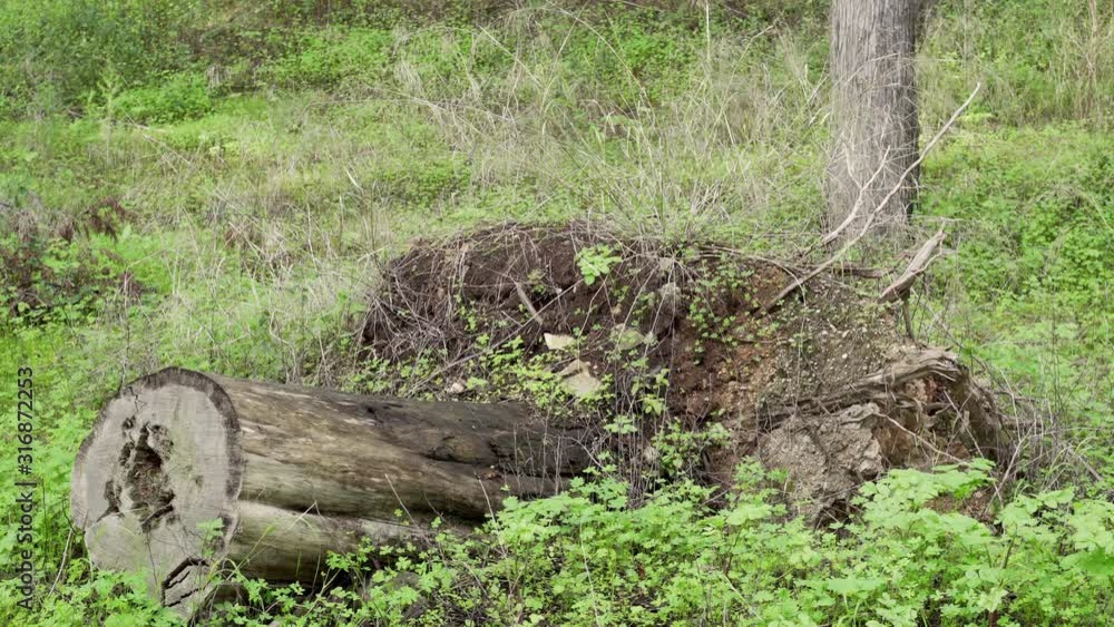 Shot de tronco caído em floresta