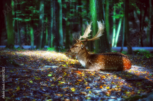 Magical deer with antlers in forest