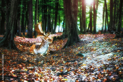 Magical deer with antlers in wilderness