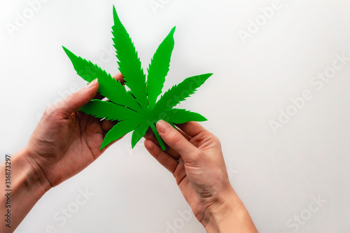  Hands holding a green leaf of hemp. Medical hemp products isolated on white. CBD Medical marijuana concept.