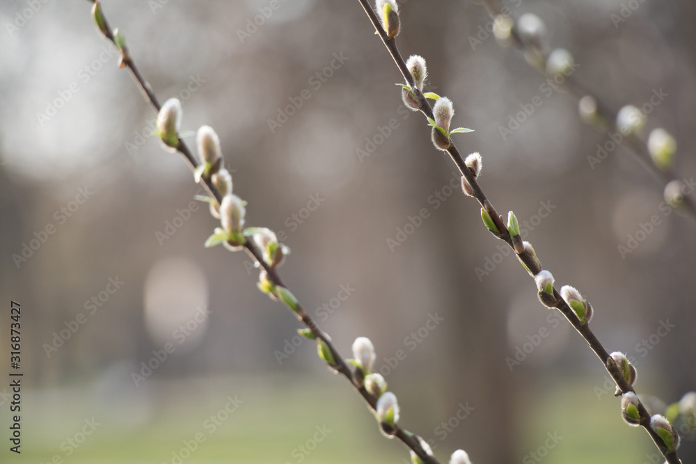 Blooming fresh Willow branch tree close up Blooming fresh Willow branch tree close up